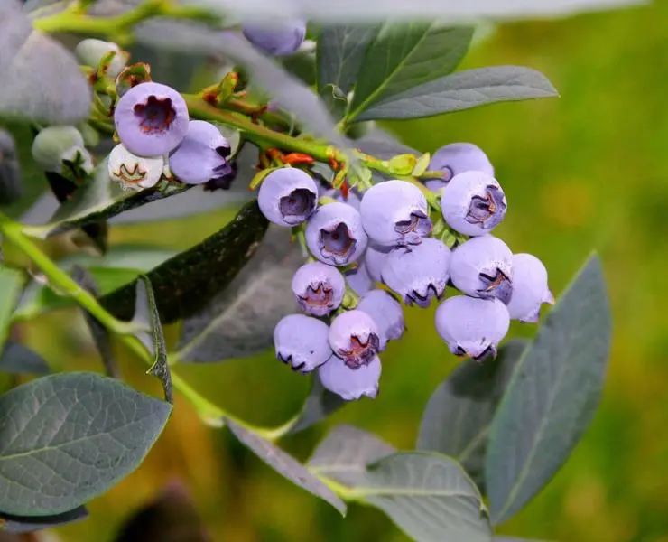 Misty Blueberry 2 Misty Blueberry - Image 2