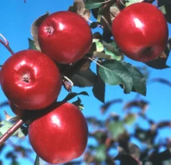 Liberty Apple 5 Liberty Apple -Trees & Plants Shop 1080 960x960 1