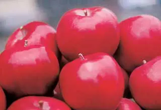 Macoun Apple 2 Macoun Apple - Image 2