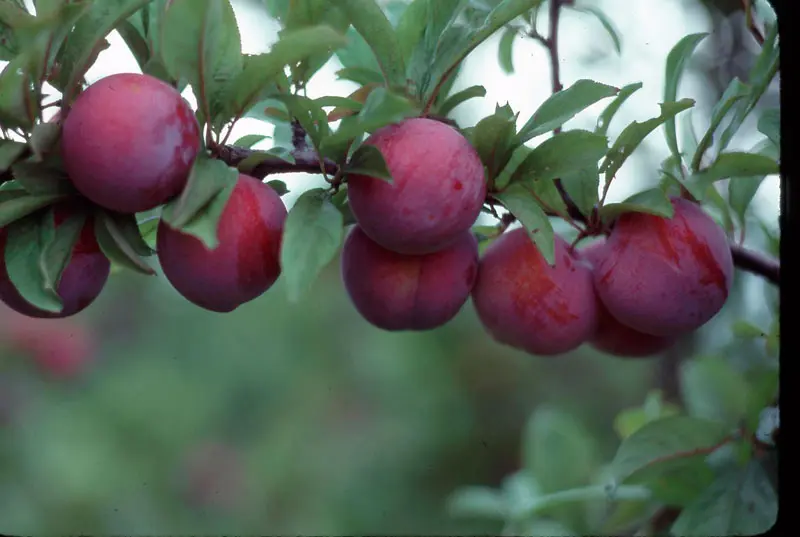 Ozark Premier Plum 2 Ozark Premier Plum - Image 2