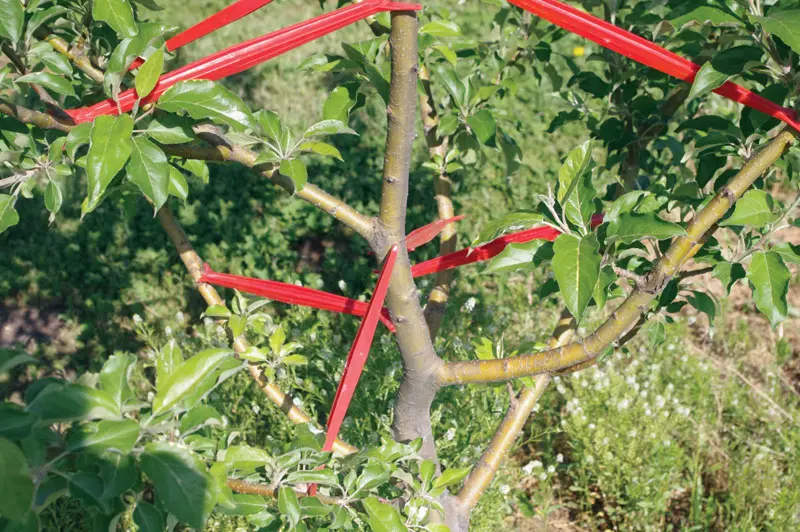 Limb Spreader Collection 1 Limb Spreader Collection