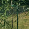 Tree Stake