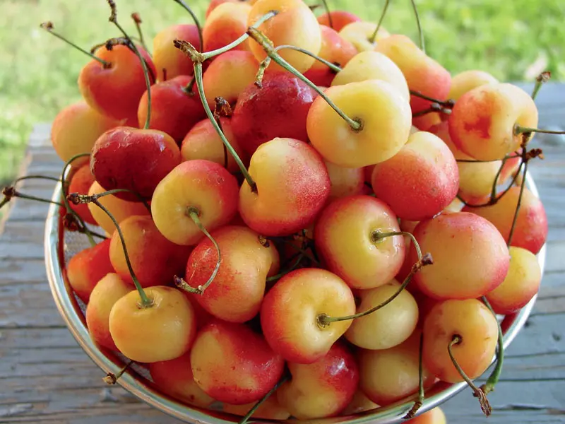 Emperor Francis Sweet Cherry 1 Emperor Francis Sweet Cherry