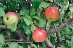 Ben Davis Apple 5 Ben Davis Apple -Trees & Plants Shop 1237 960x960 1