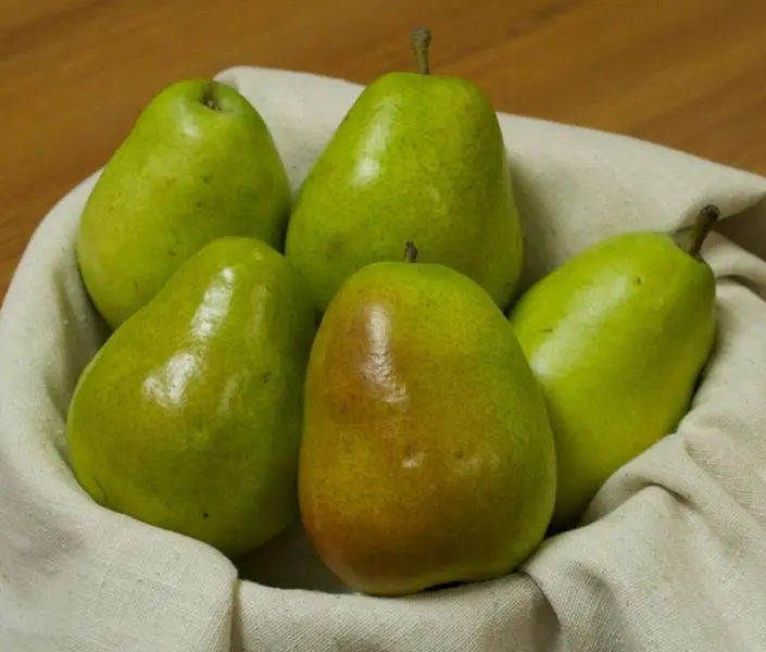 Anjou Pear 1 Anjou Pear