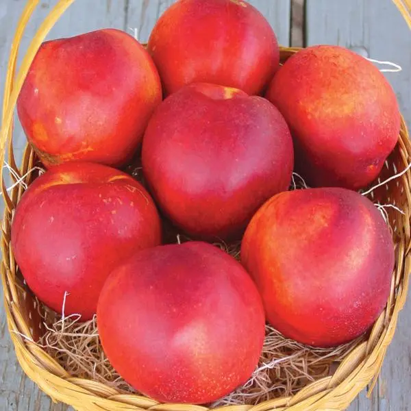 Stark® SunGlo Nectarine 2 Stark® SunGlo Nectarine - Image 2