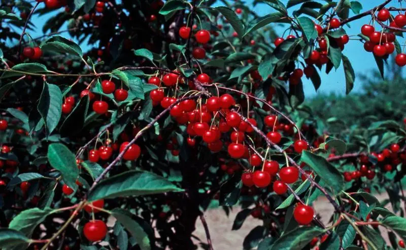 Stark® Montmorency Pie Cherry 2 Stark® Montmorency Pie Cherry - Image 2