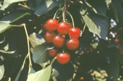 Stark® Montmorency Pie Cherry 5 Stark® Montmorency Pie Cherry -Trees & Plants Shop 148 960x960 1