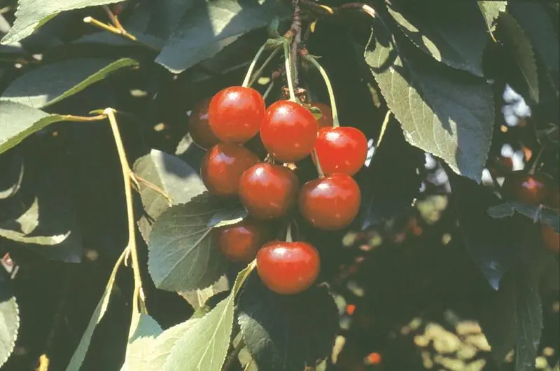 Stark® Montmorency Pie Cherry 3 Stark® Montmorency Pie Cherry - Image 3
