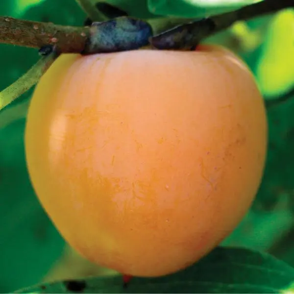 Prok American Persimmon 2 Prok American Persimmon - Image 2
