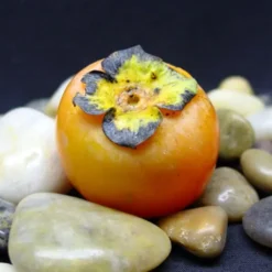 Prok American Persimmon 5 Prok American Persimmon -Trees & Plants Shop 1575 960x960 1