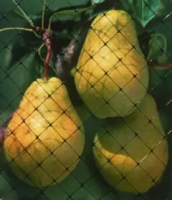 Bird-X® Garden Nets 9 Bird-X® Garden Nets -Trees & Plants Shop 159 960x960 1