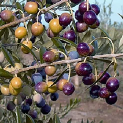 Arbequina Olive 5 Arbequina Olive -Trees & Plants Shop 1597 960x960 1