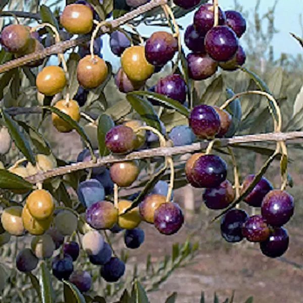 Arbequina Olive 3 Arbequina Olive - Image 3