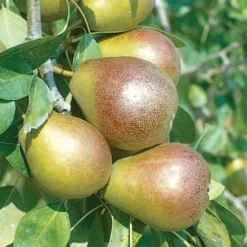 Seckel Pear