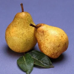 Blake's Pride Pear