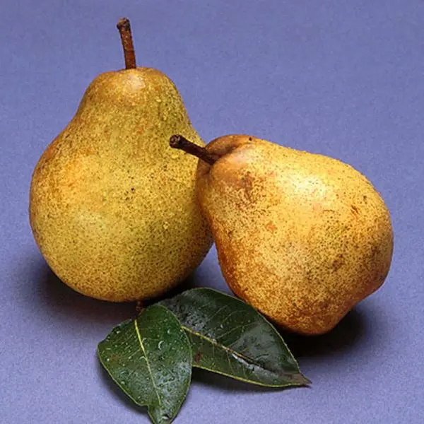 Blake's Pride Pear 1 Blake's Pride Pear