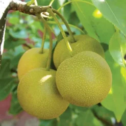 Hosui Asian Pear 5 Hosui Asian Pear -Trees & Plants Shop 1618 960x960 1