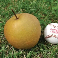 Starking® Hardy Giant™ Asian Pear