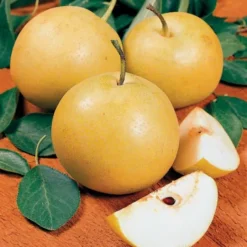 Starking® Hardy Giant™ Asian Pear 7 Starking® Hardy Giant™ Asian Pear -Trees & Plants Shop 1621 960x960 1
