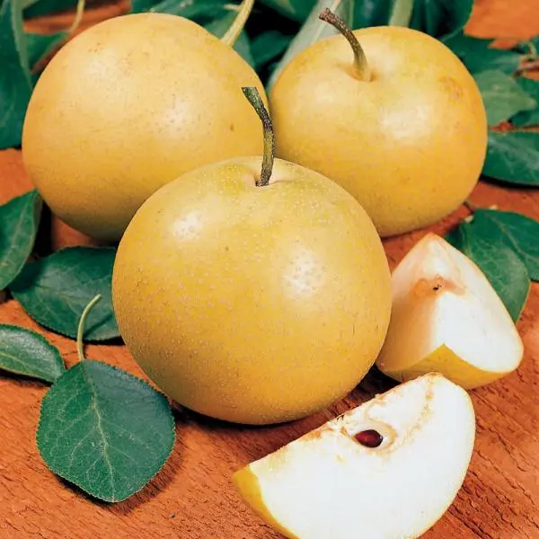 Starking® Hardy Giant™ Asian Pear 4 Starking® Hardy Giant™ Asian Pear - Image 4