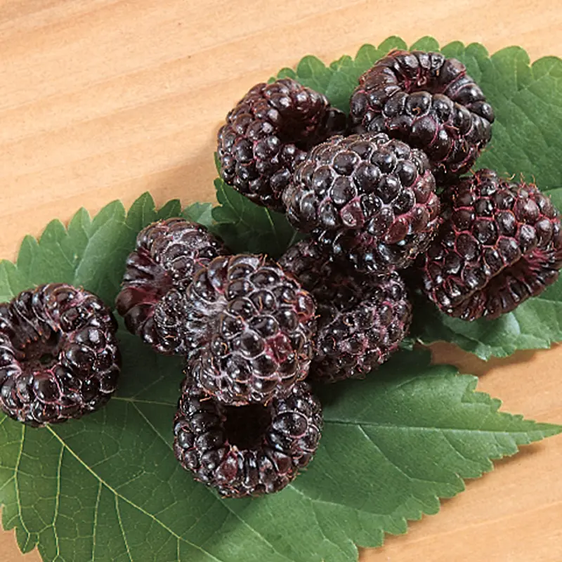 Allen Black Raspberry 1 Allen Black Raspberry