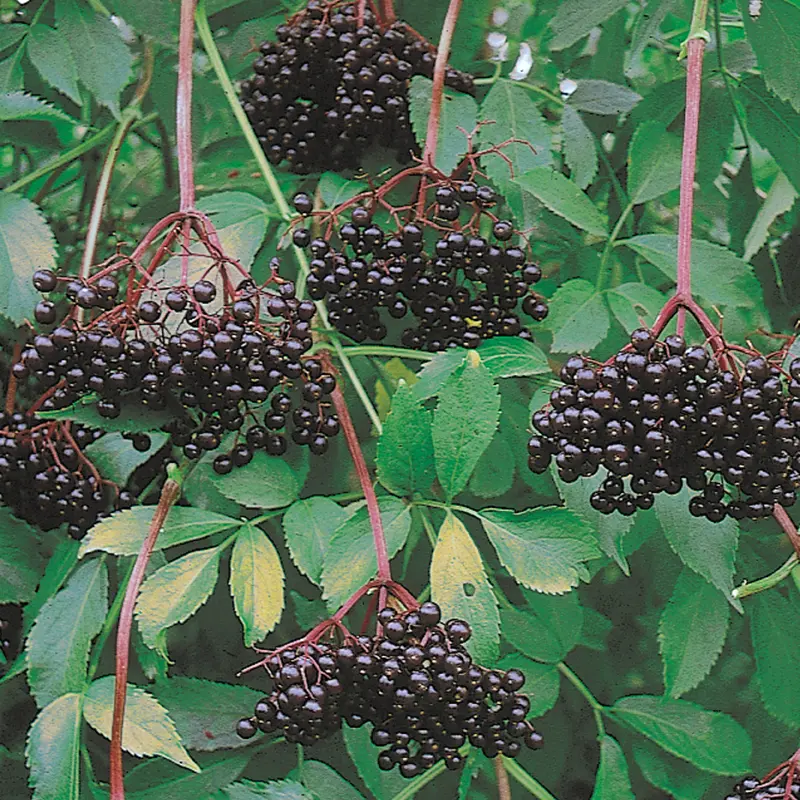 Johns Elderberry 1 Johns Elderberry