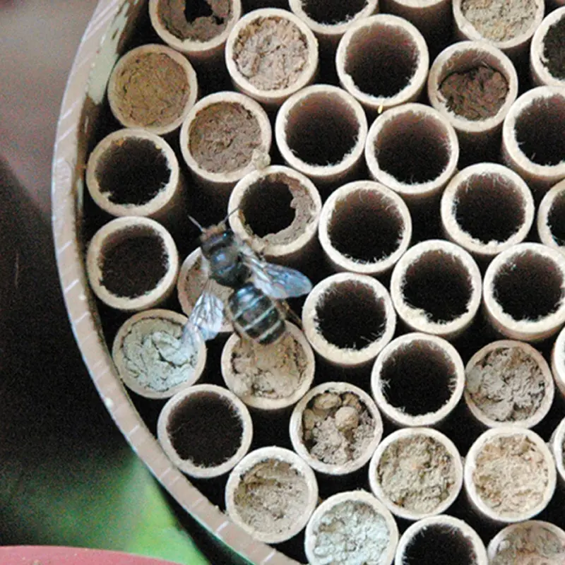 Mason Bee Nests 1 Mason Bee Nests