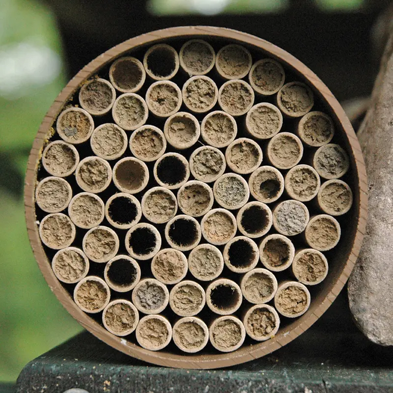Mason Bee Nests 3 Mason Bee Nests - Image 3