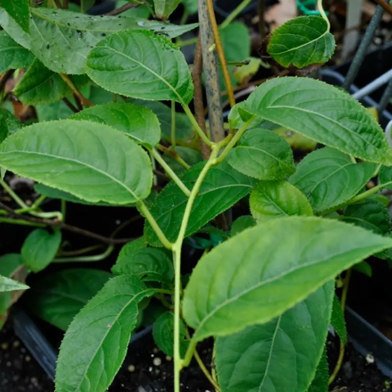 Hardy Kiwi Pollinator 2 Hardy Kiwi Pollinator - Image 2