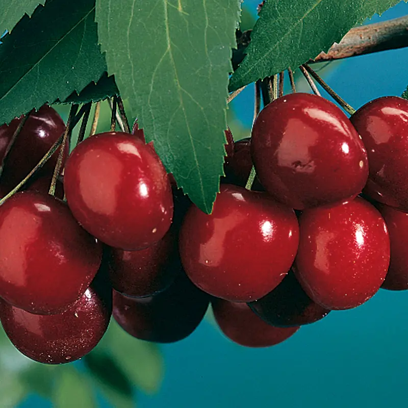 Black Tartarian Sweet Cherry 1 Black Tartarian Sweet Cherry