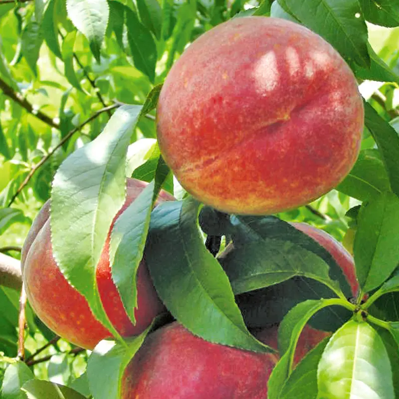 Sentry Peach 1 Sentry Peach