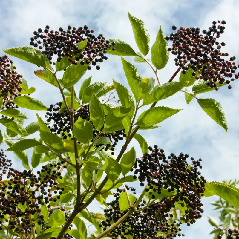 York Elderberry 1 York Elderberry