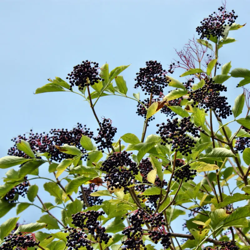 Nova Elderberry 1 Nova Elderberry