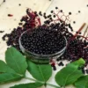 Elderberry Plant Collection