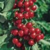 Starkrimson® Sweet Cherry
