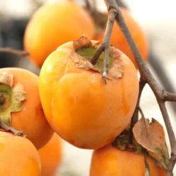 Saijo Asian Persimmon 5 Saijo Asian Persimmon -Trees & Plants Shop 2039 960x960 1