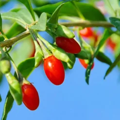 Vermilion Sunset® Goji 5 Vermilion Sunset® Goji -Trees & Plants Shop 2045 960x960 1