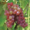 Somerset Seedless Grape