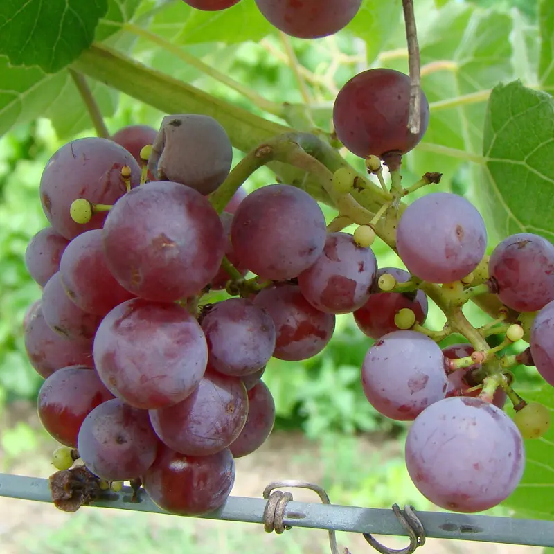 Somerset Seedless Grape 2 Somerset Seedless Grape - Image 2
