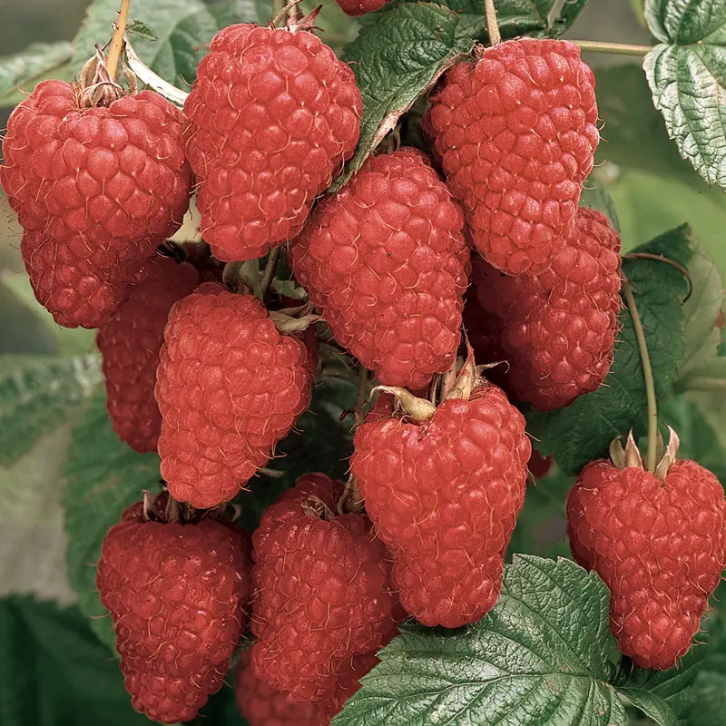 Thornless Loganberry 1 Thornless Loganberry