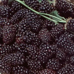 Boysenberry