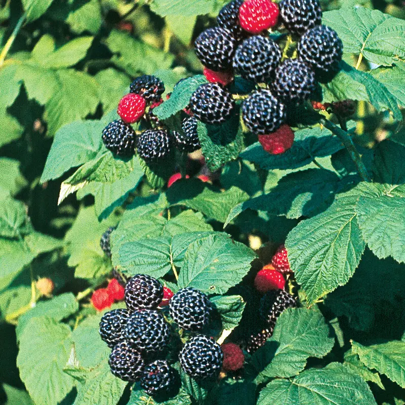 Bristol Black Raspberry 1 Bristol Black Raspberry