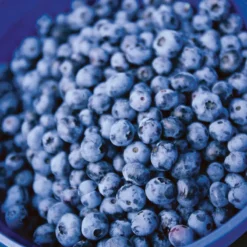 Northblue Blueberry