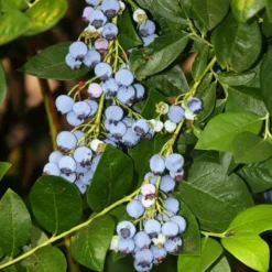 Jersey Blueberry 6 Jersey Blueberry -Trees & Plants Shop 2223 960x960 1
