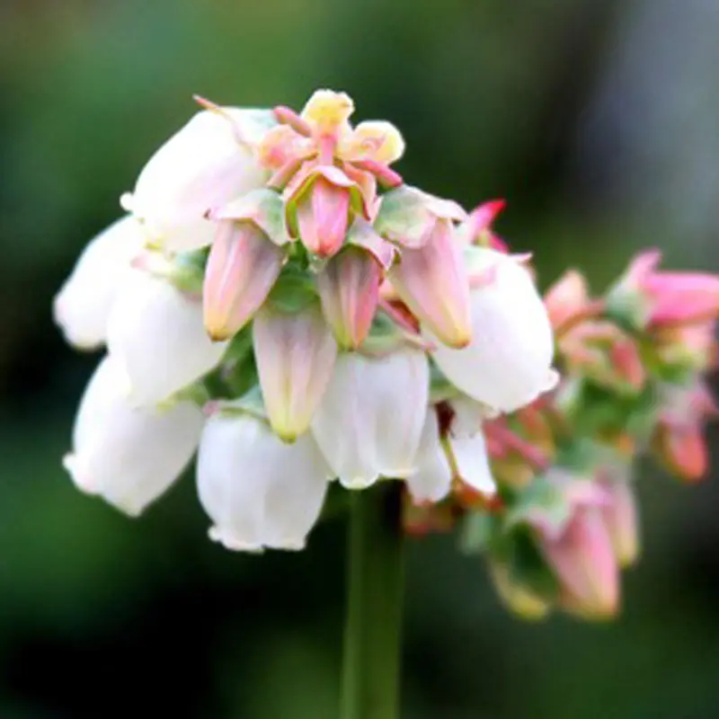 Elliott Blueberry 3 Elliott Blueberry - Image 3