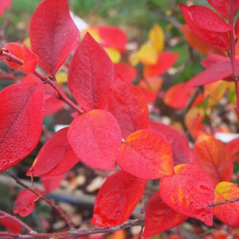 Chandler Blueberry 3 Chandler Blueberry - Image 3