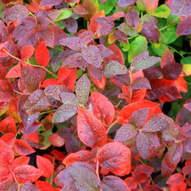 Bluecrop Blueberry 2 Bluecrop Blueberry - Image 2