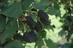 Prime-Ark® Freedom Primocane Blackberry
