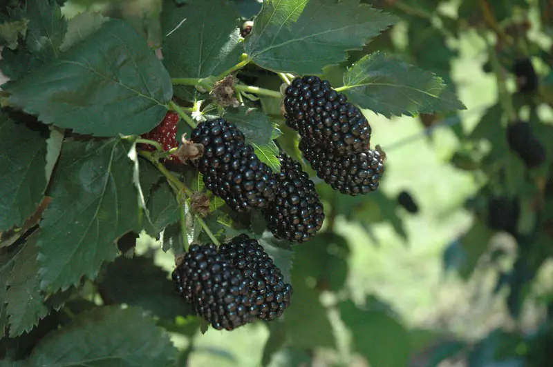 Prime-Ark® Freedom Primocane Blackberry 1 Prime-Ark® Freedom Primocane Blackberry